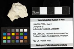 Foto (Objekt + Etiketten) von Oxythyreus sp. 